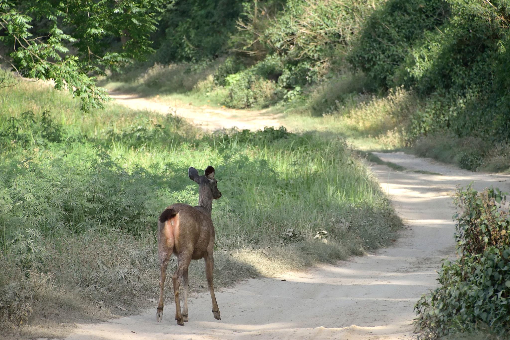 Lakhimpur Kheri