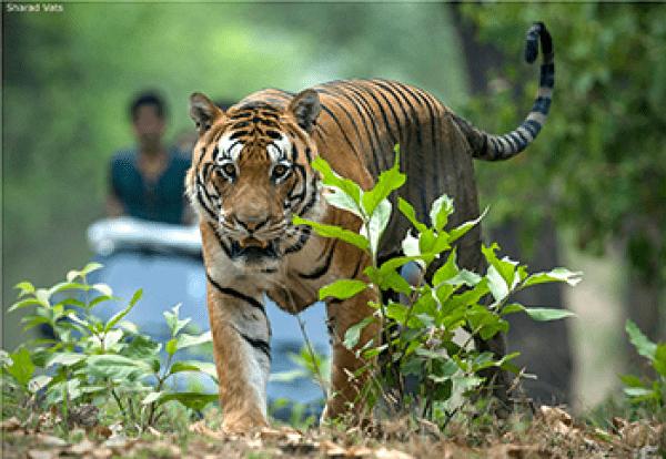 Lakhimpur Kheri