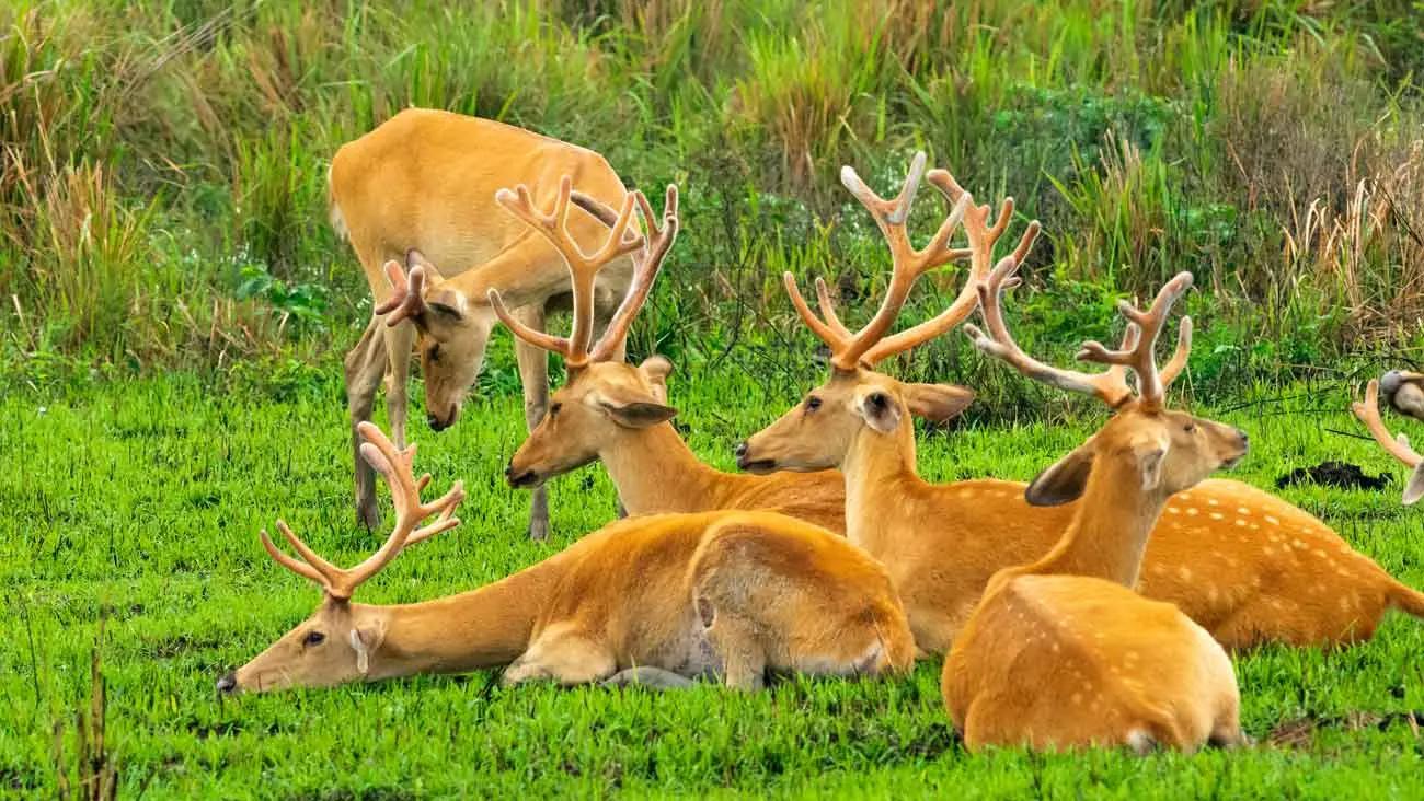 Lakhimpur Kheri
