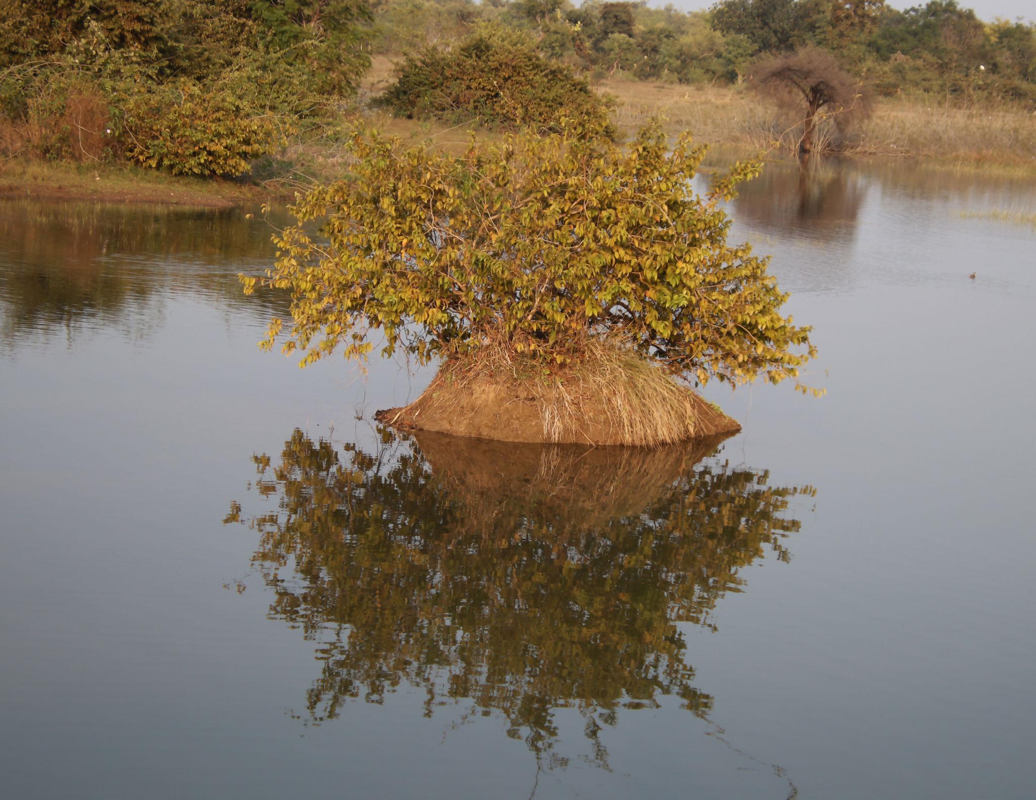 Raebareli